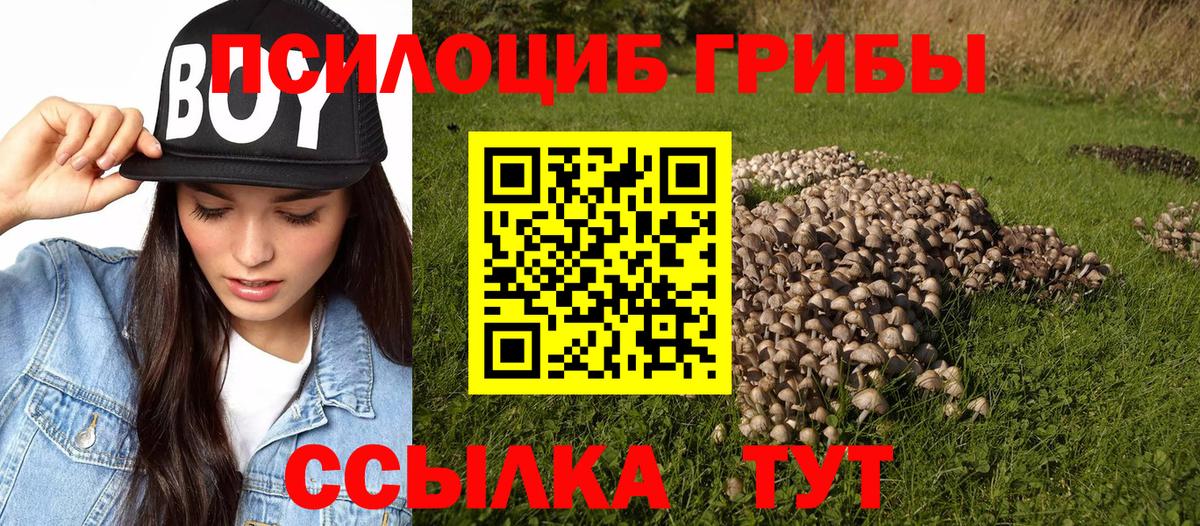 Псилоцибиновые грибы мицелий Кашира